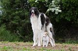 BARZOI 103
